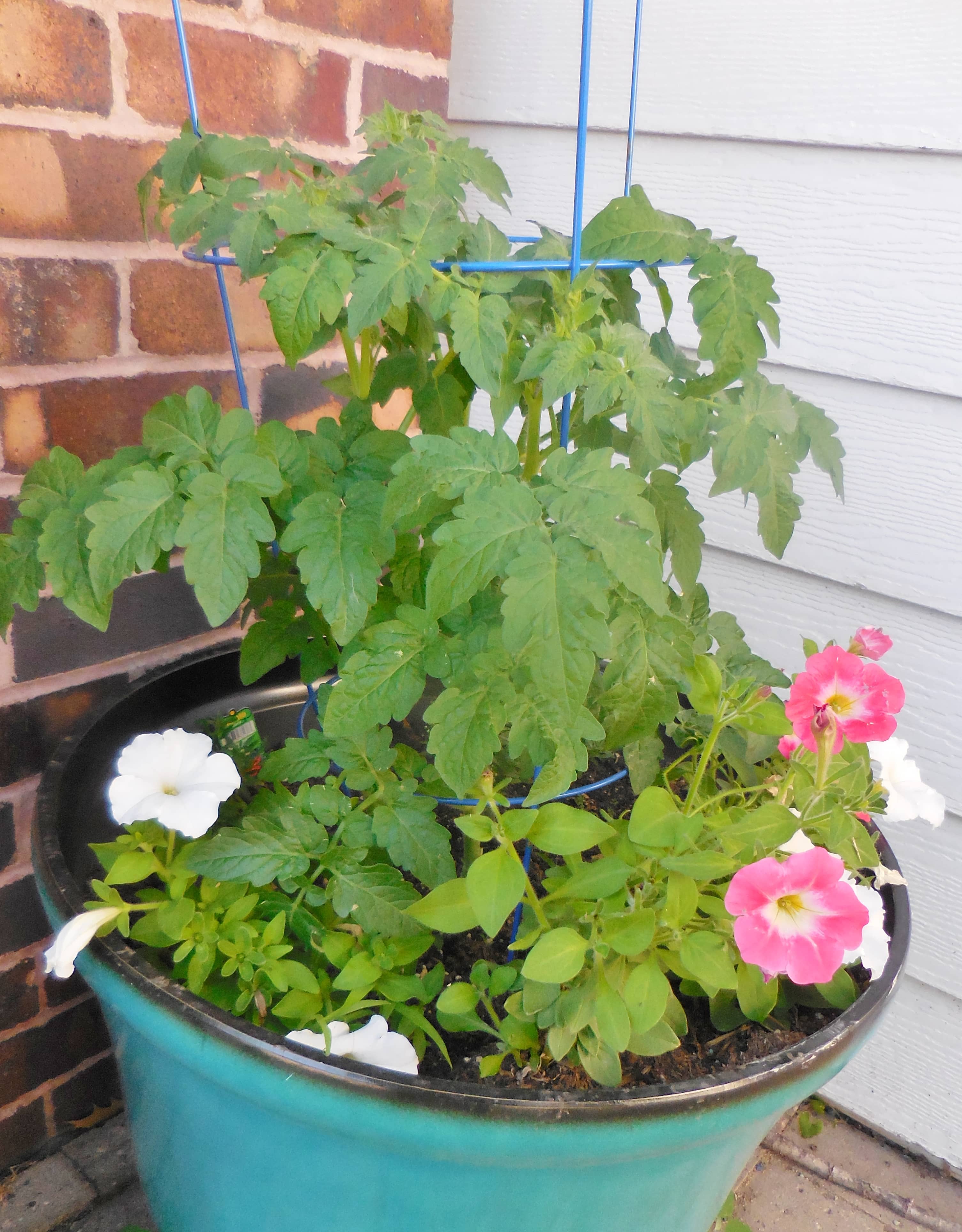 tomato-plant