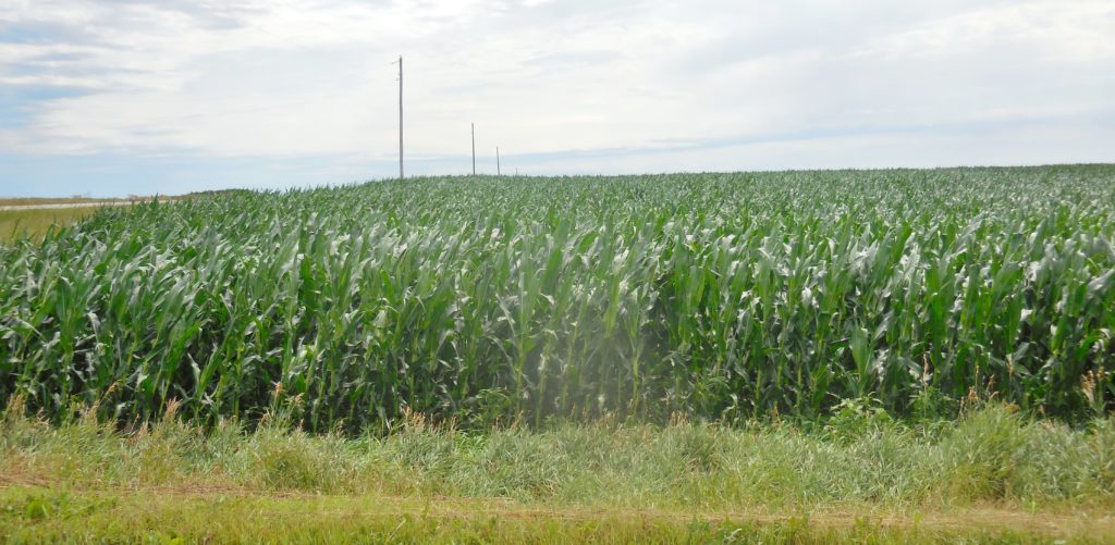 Greene County Crops Impacted by Monday Storms, Pests and Disease on High Alert - Vimarsana News
