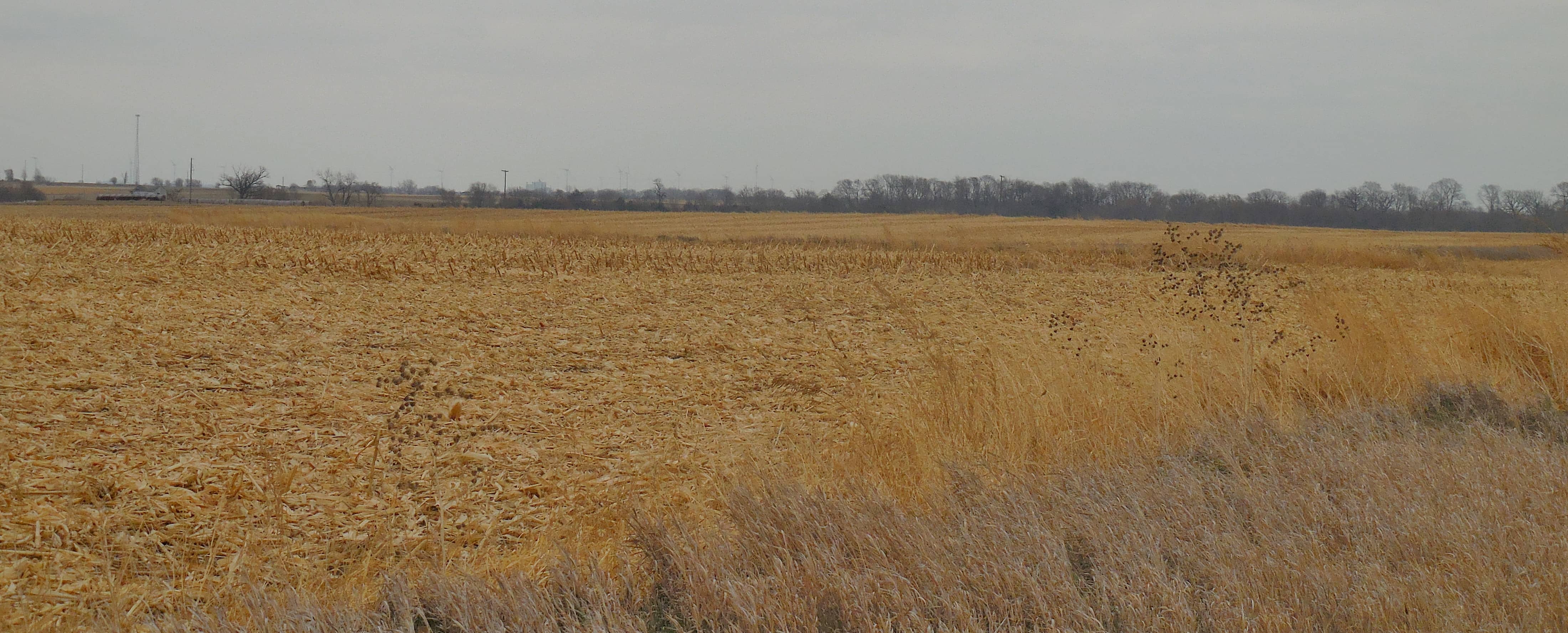 harvested-field-2