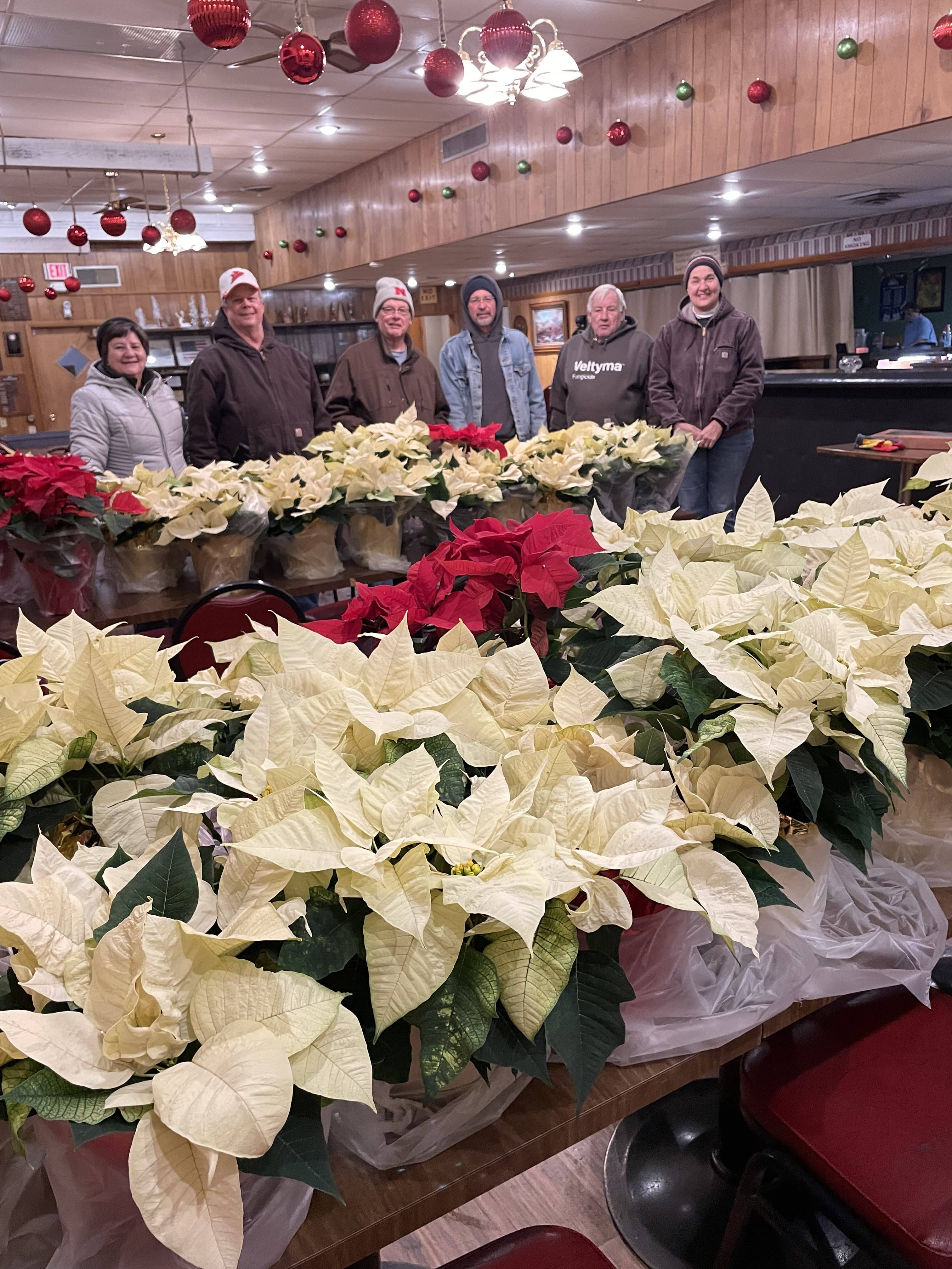 poinsettia-plants