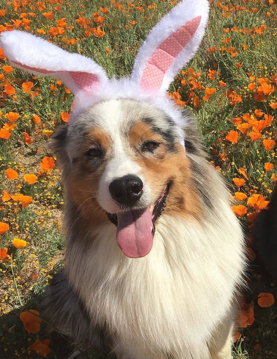 dog-ester-bunny-was-animal