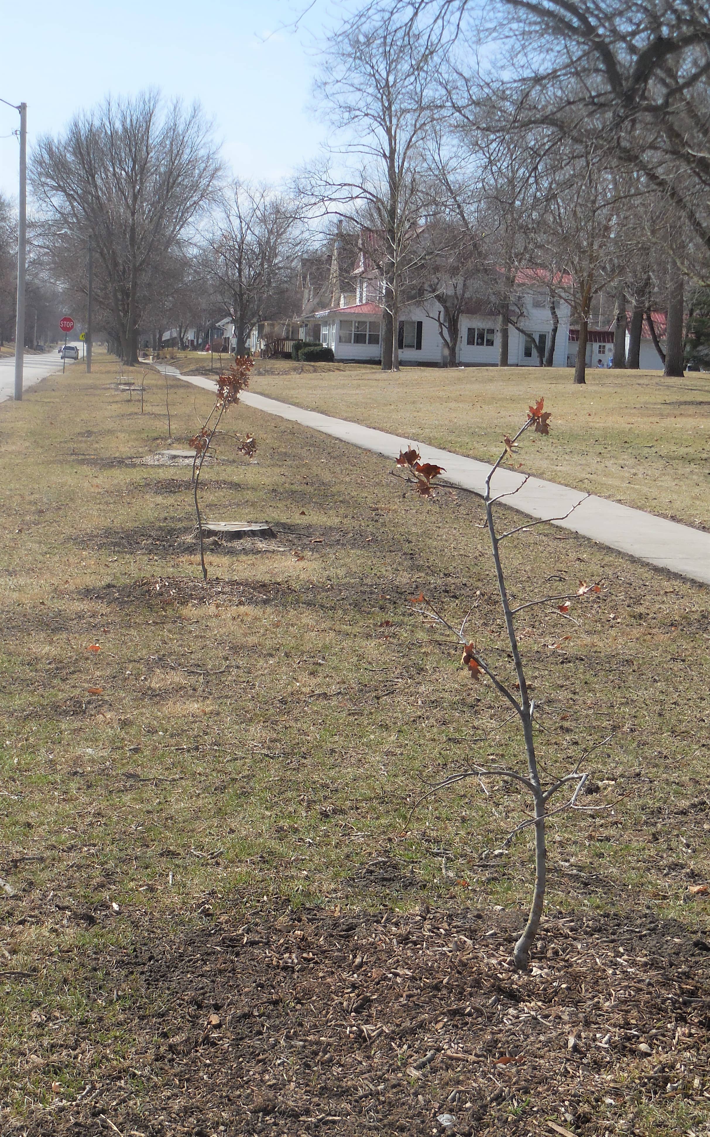 trees-removed-on-russell-park-pic-1