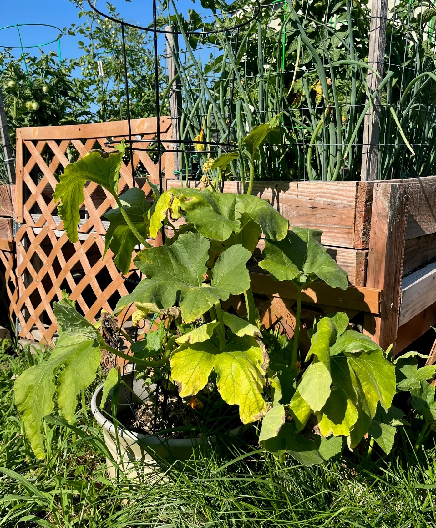 pumpkin-plant