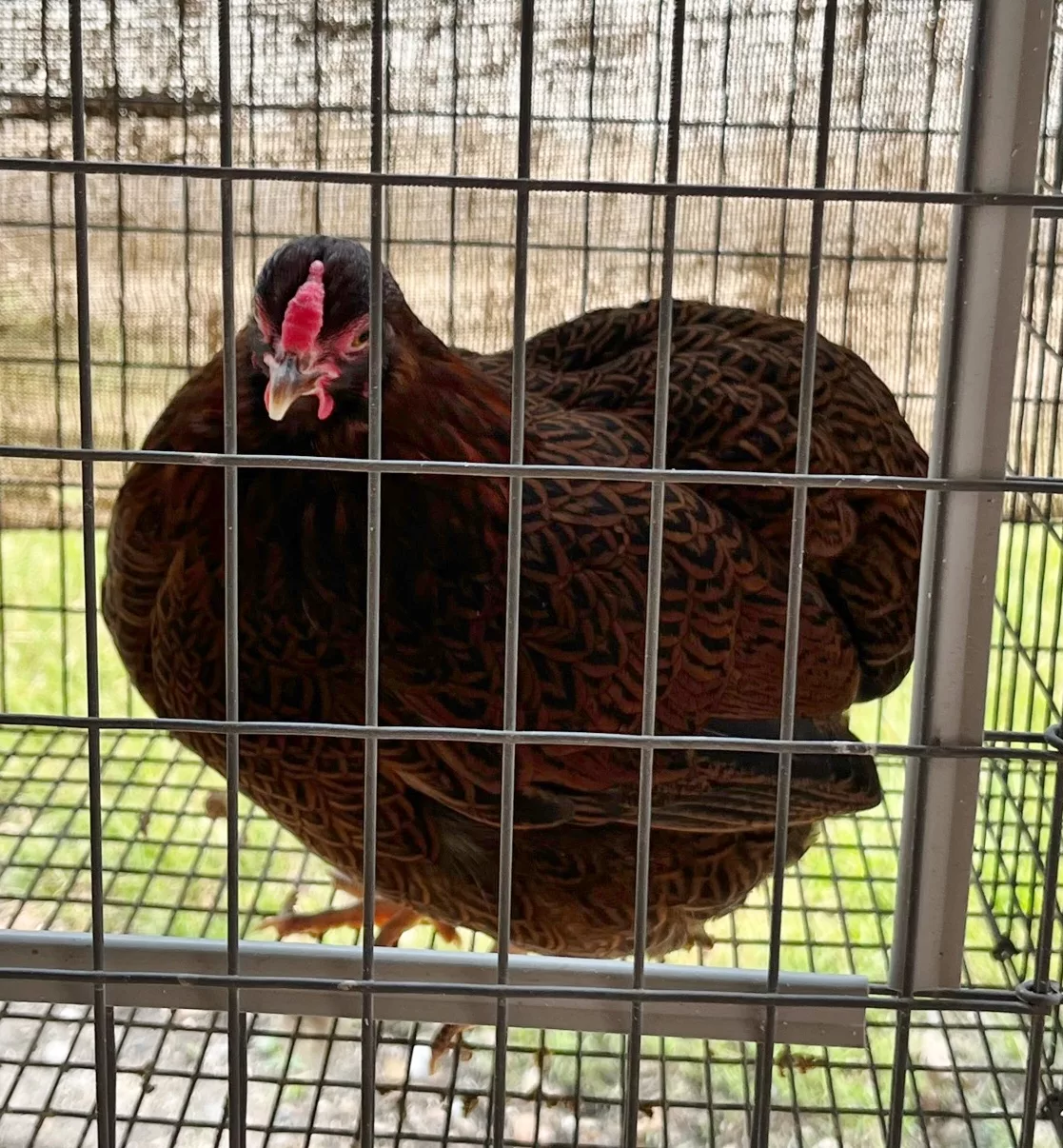 champion-poultry-cody-stephenson