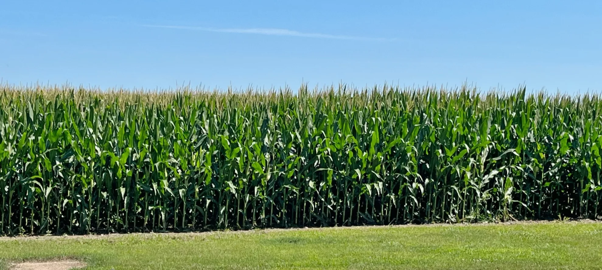 corn-field-2