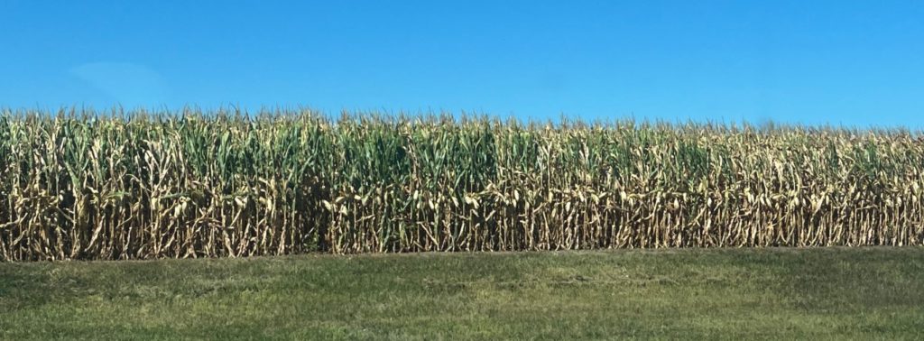 Dallas County ISU Field Agronomist Says Wet Conditions May Lead to Corn Stalk Rot