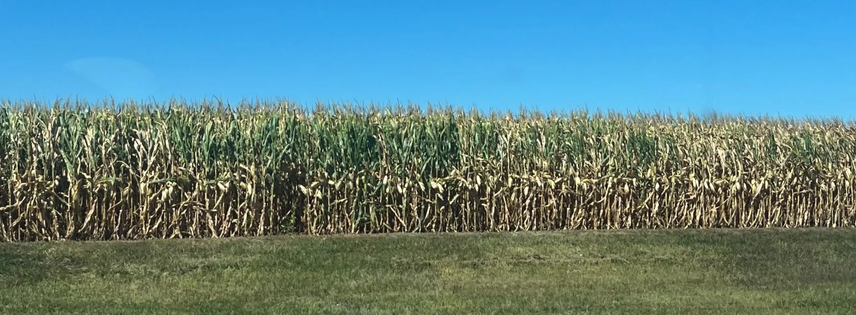 corn-crop-9