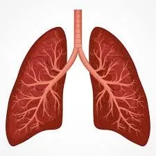 lungs