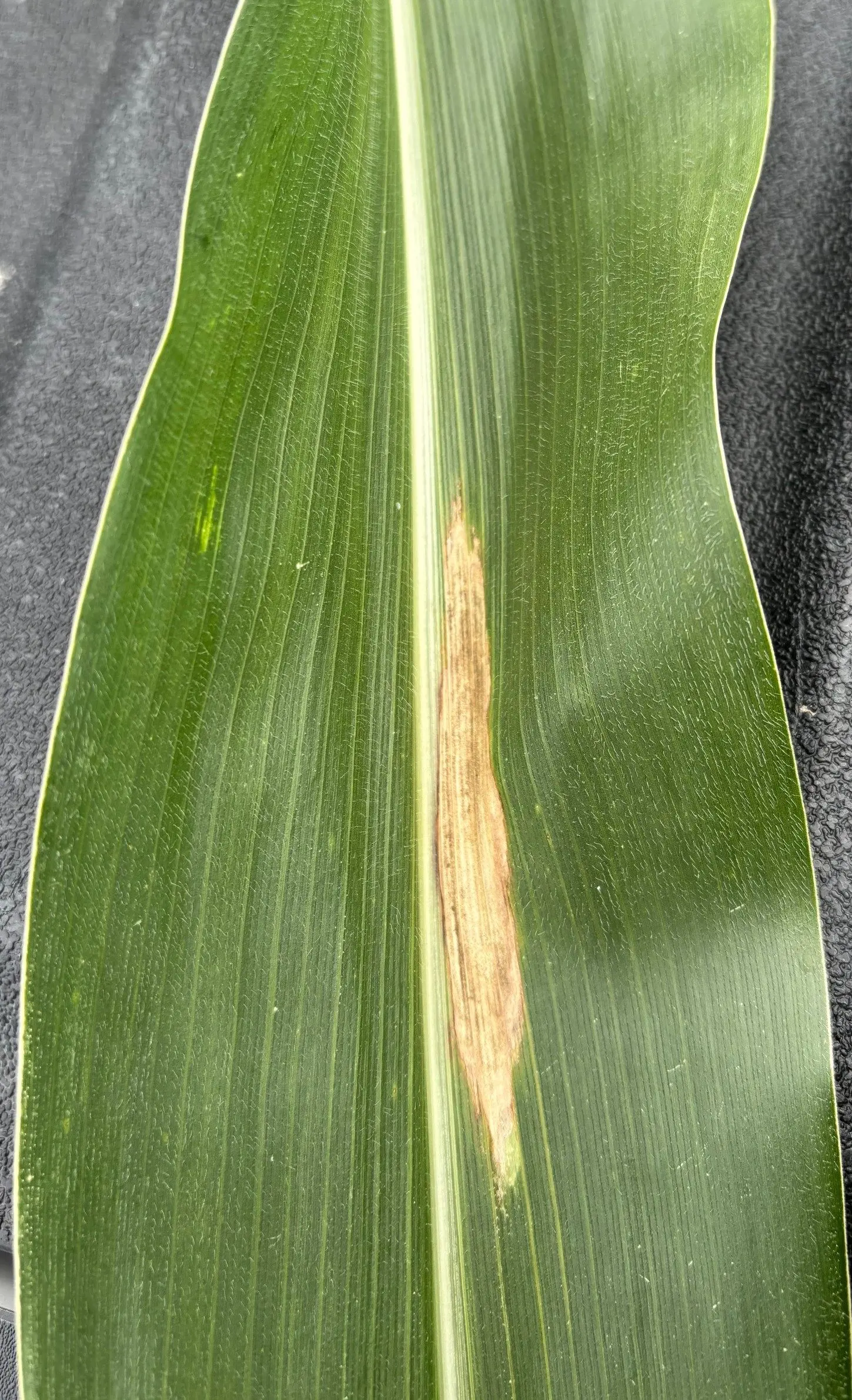 northern-corn-leaf-blight