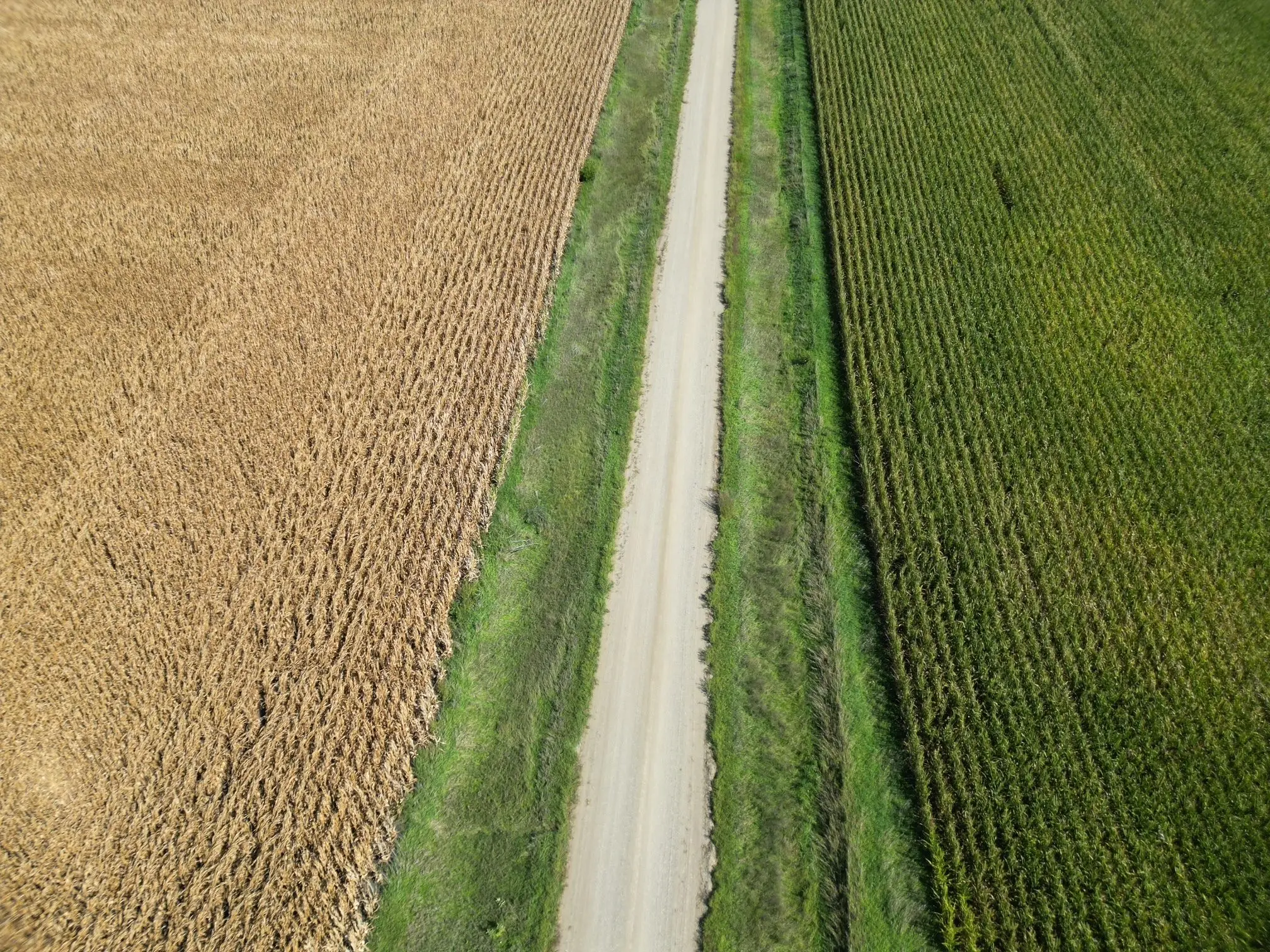 corn-field-comparison
