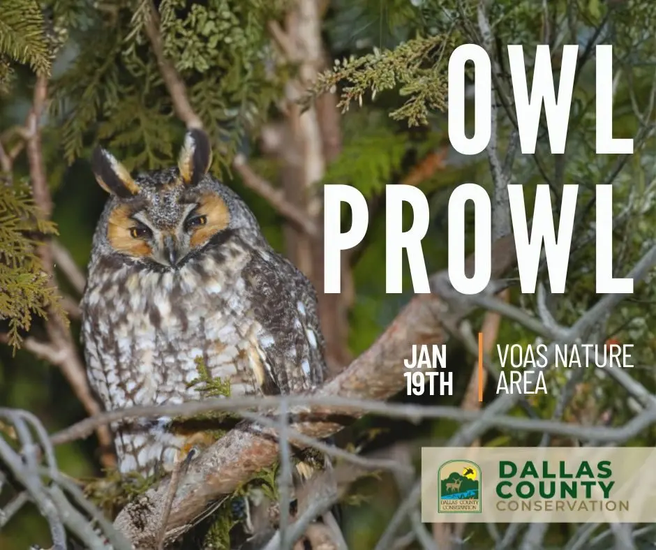 dccb-voas-owl-prowl