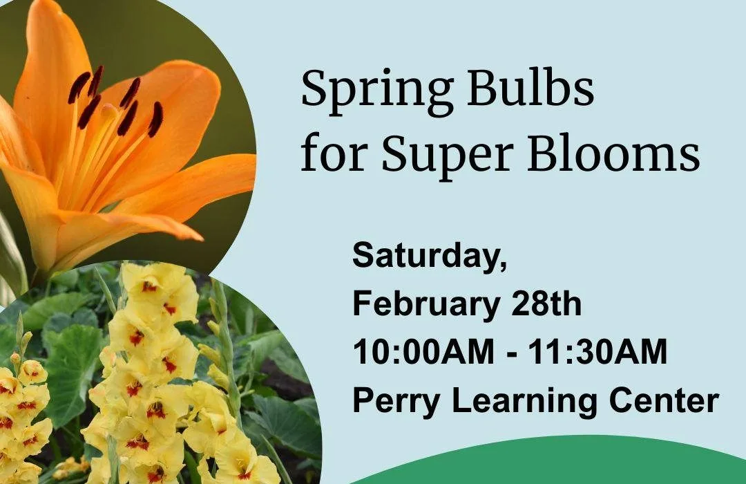 dallas-county-extension-spring-bulbs