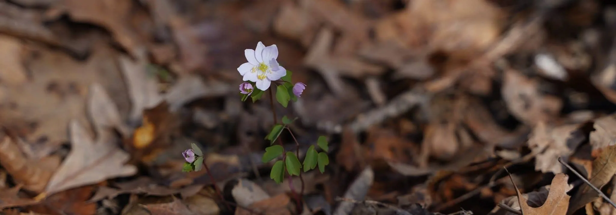 dallas-county-conservation-wildflowers