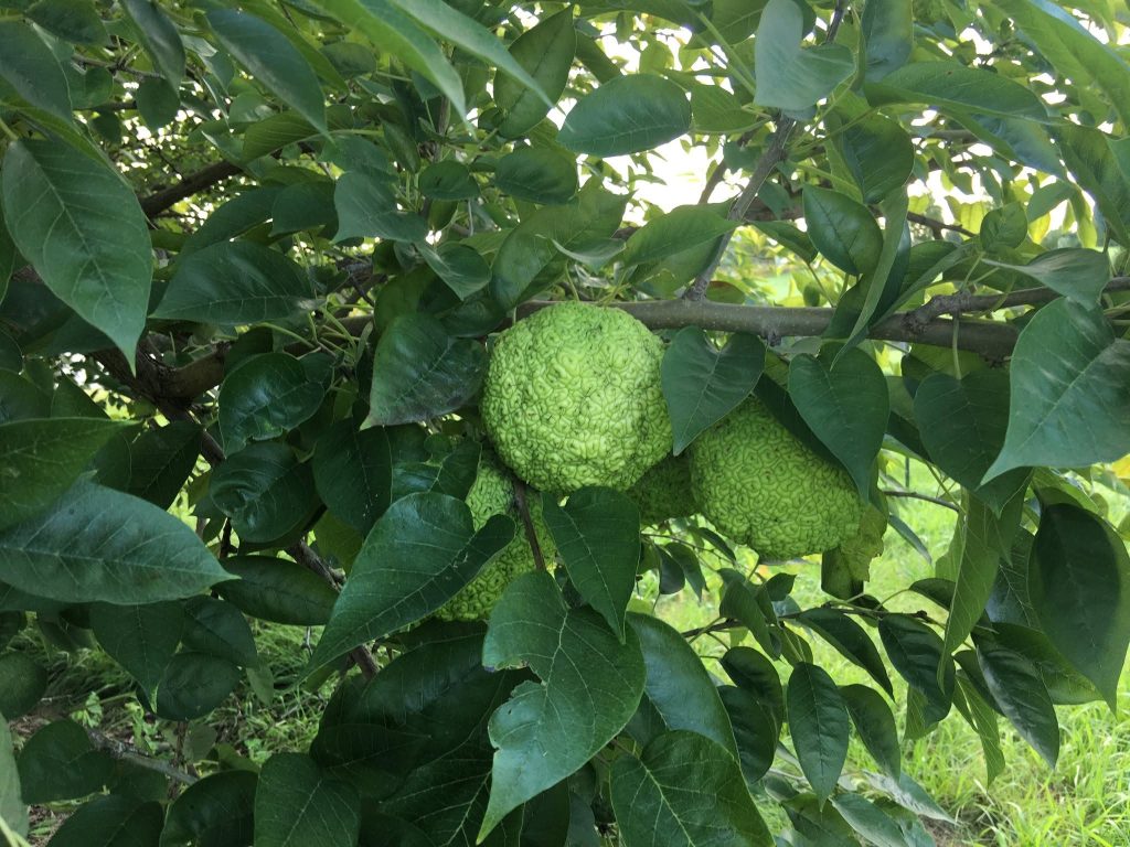 Brenton Arboretum Hosting Amazing Osage Orange Program Today