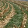 2004_0609_italian_ryegrass_cover_crop