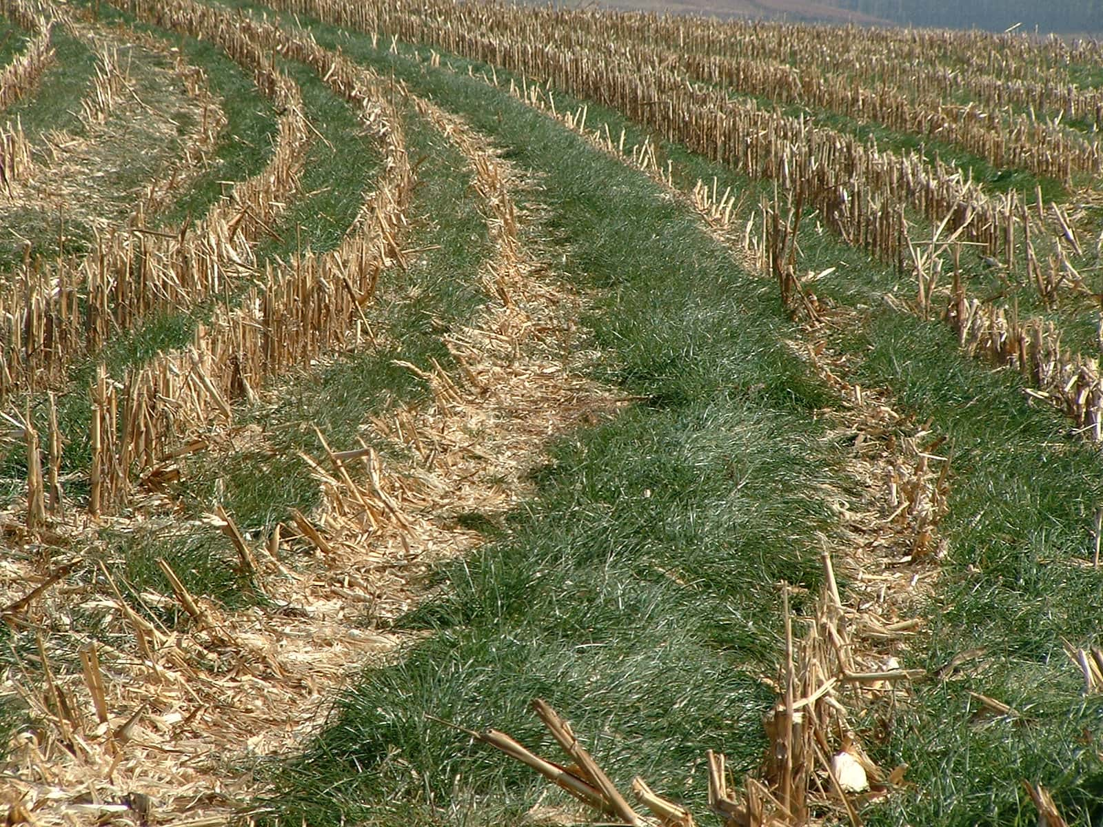 2004_0609_italian_ryegrass_cover_crop