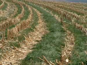 2004_0609_italian_ryegrass_cover_crop-300x225