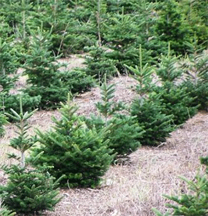 christmastrees