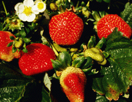 strawberries