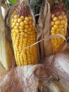 corn-225x300-6