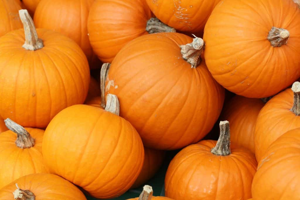 bake_these_pumpkins_in_toronto-2