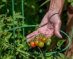 tomatoes-300x243