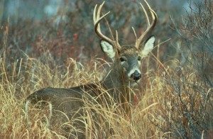deer-300x196