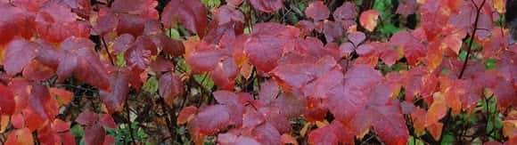 red-leaves