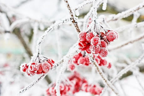 cold-trees-frozen-2