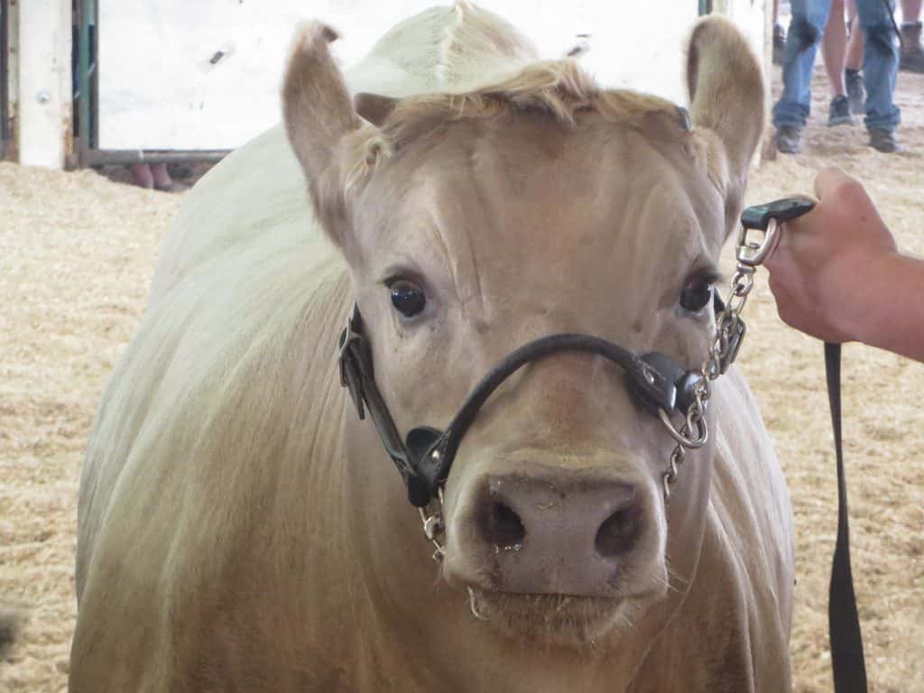 4-H & FFA Market Beef Weigh-In Dec 9th - Vimarsana News
