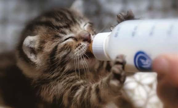kitten-fosters