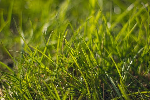 grass-2