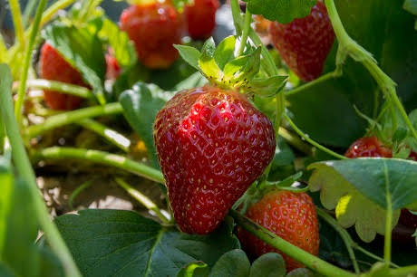 red-strawberries-ripen-on-plants-in-a-farm-in-georgia