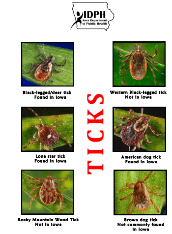 ticks