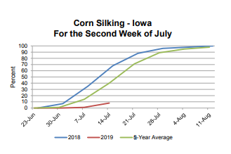 corn-silking