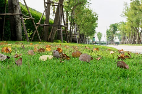 autumn-leaves-fallen-on-green-grass-field