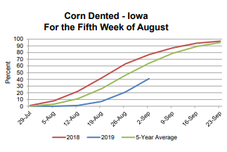 corn-dented-9-4-19