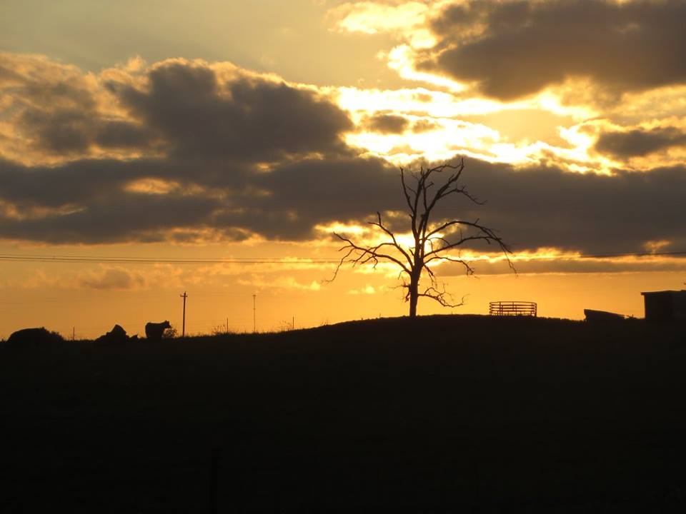 cow-pasture