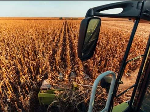 corn-field-isu-photo-2