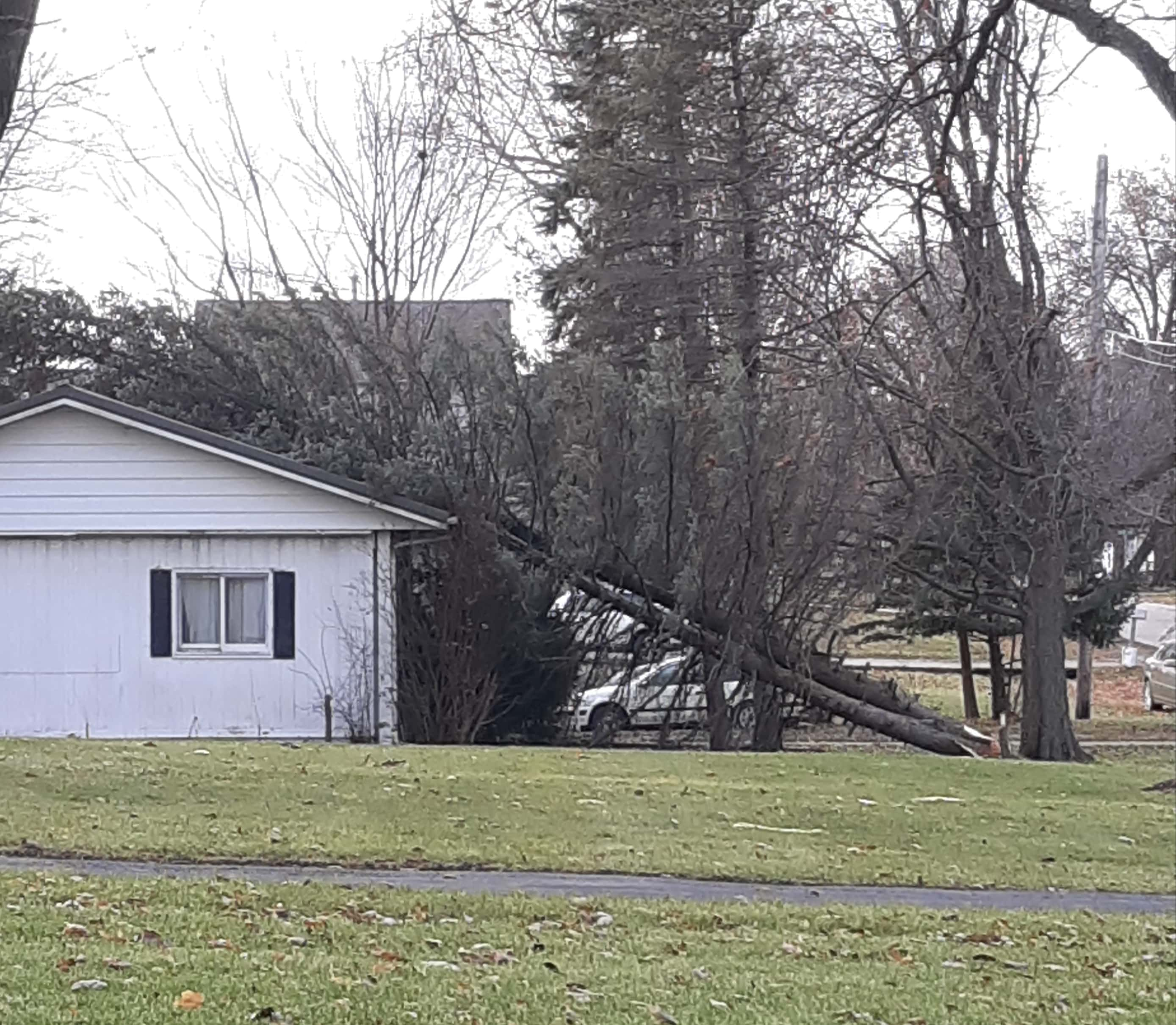 tree-on-house-11-28-19