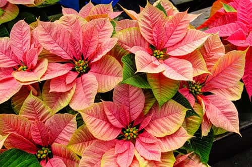 poinsettia-plants-in-bloom-used-as-traditional-christmas-decorations