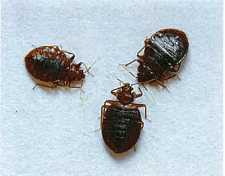 bed-bugs