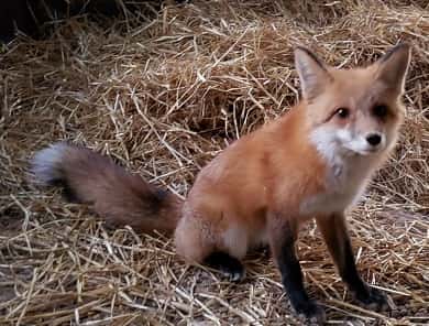 red-fox