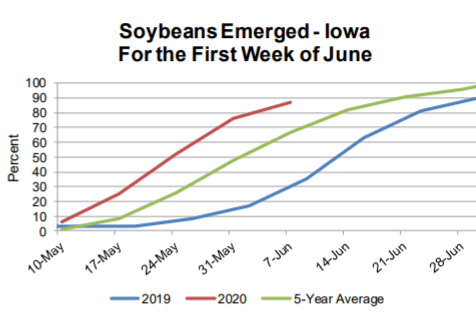 soybean-progress-6-9-20