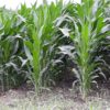 corn-july-1-2020