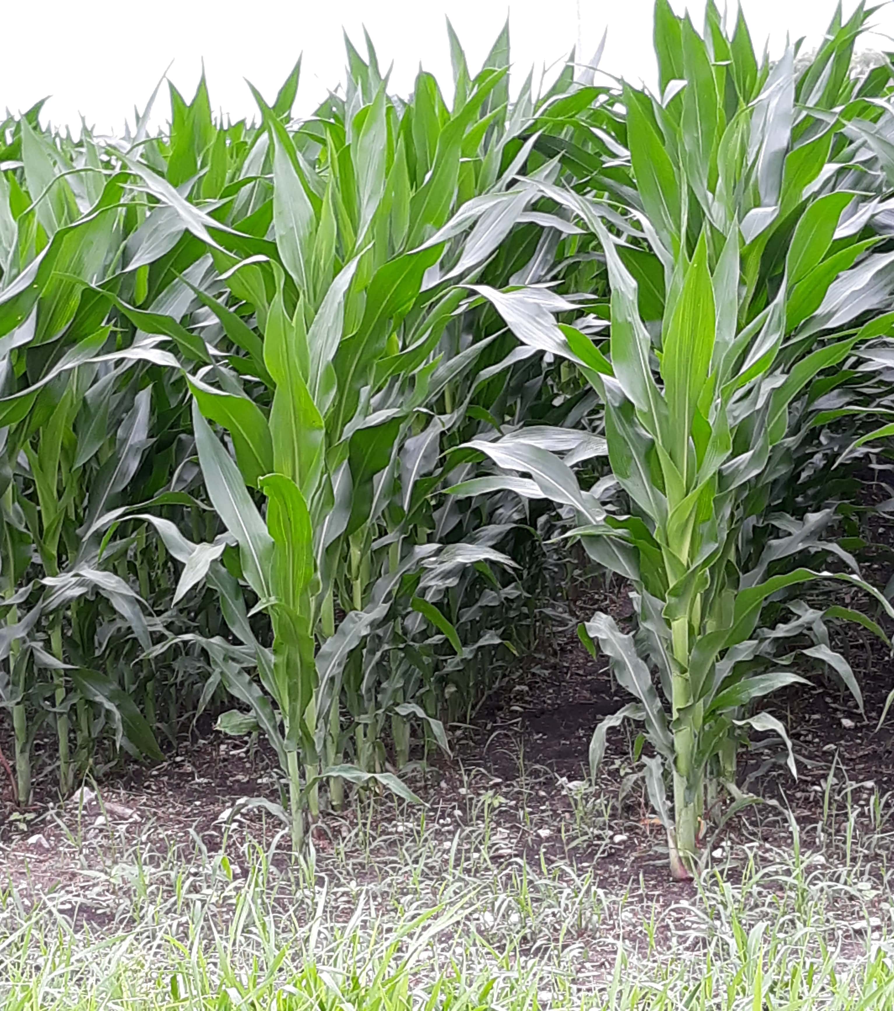 corn-july-1-2020