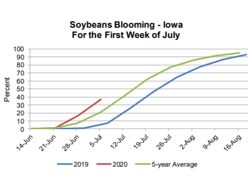 soybeans-blooming-7-6-20