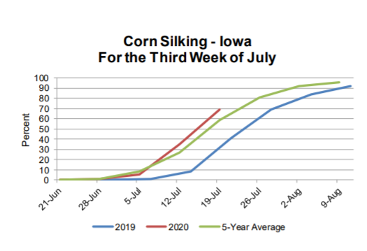 corn-silking-7-21-20