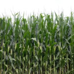 corn-9