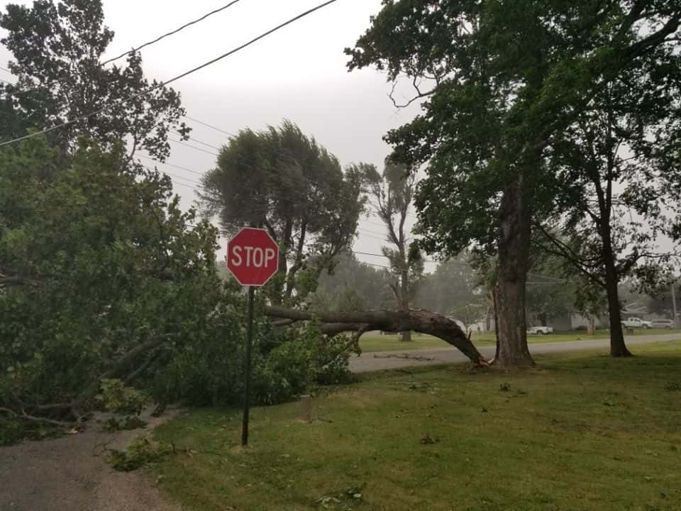 tree-damage